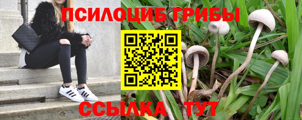 где купить наркотик  Галлюциногенные грибы GOLDEN TEACHER  Вход с VPN  Псилоцибиновые грибы ЛСД  Нижнеудинск 